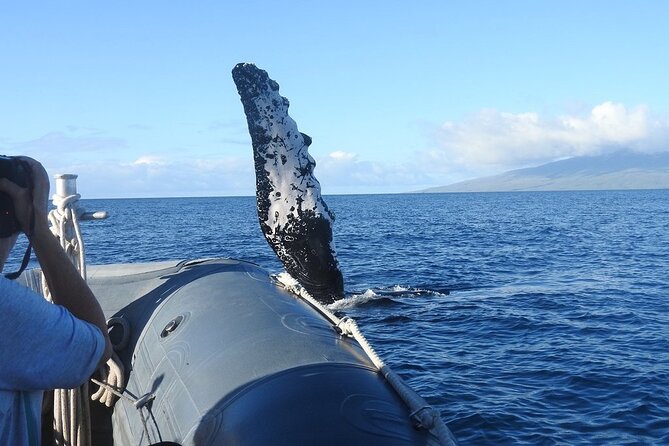 Maui Eco-Raft Tour: Eye-Level Whale or Dolphin Watching - Lahaina - Is $85.16 a fair price?