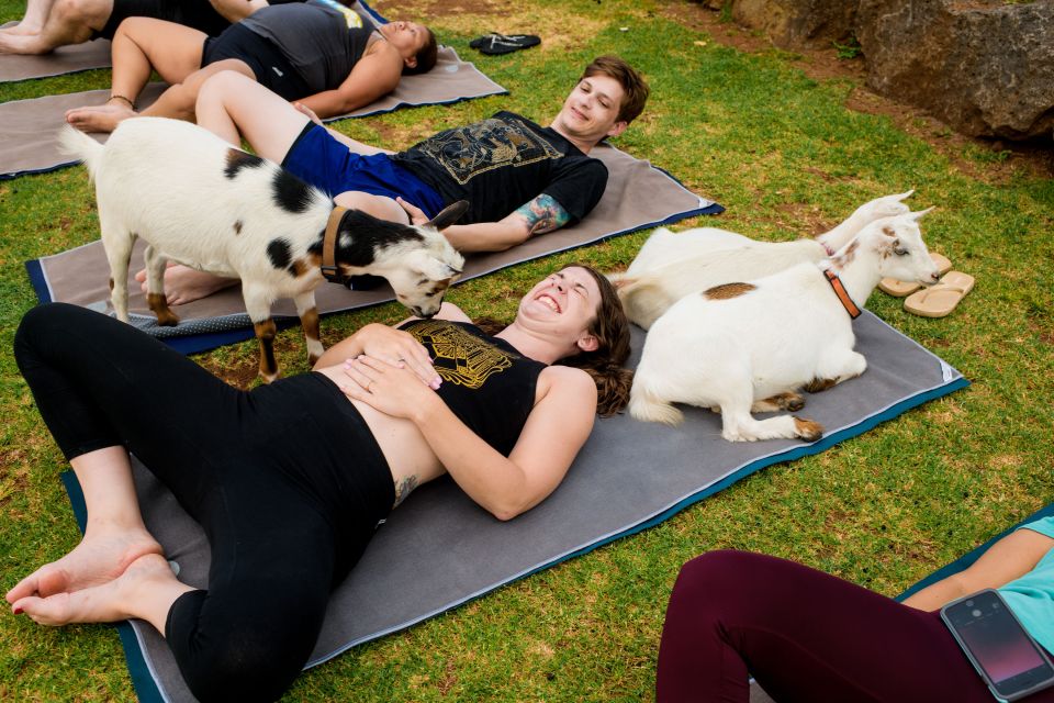 Maui Goat Yoga with Miniature Goats - A Maui yoga class with a lively twist