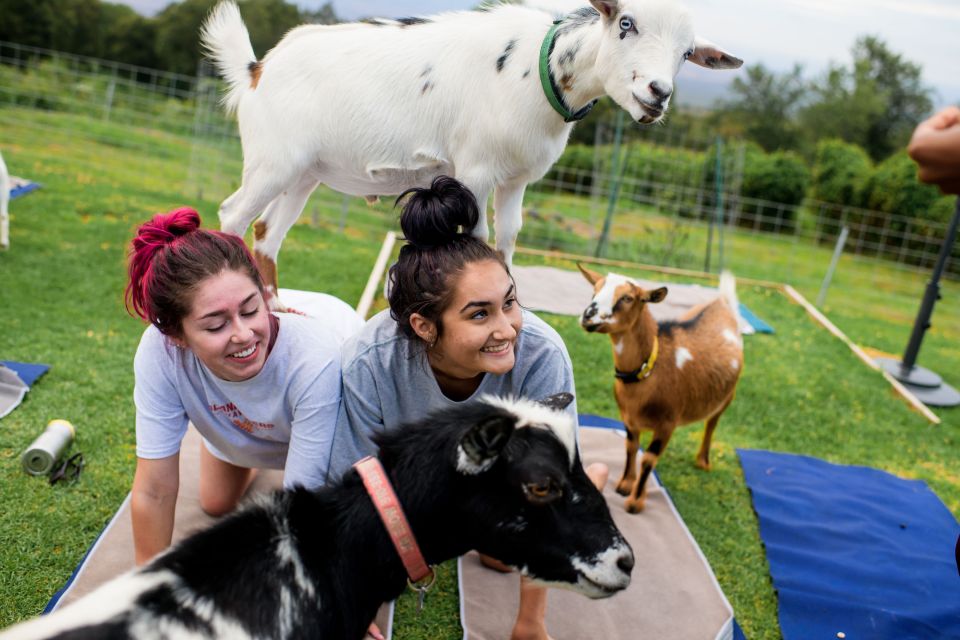 Maui Goat Yoga with Miniature Goats - What happens during the 30 to 40 minutes of yoga