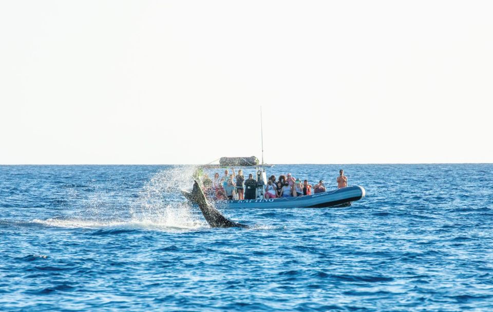Maui: Guided Whale Watching Tour on Eco Raft - Key points at a glance