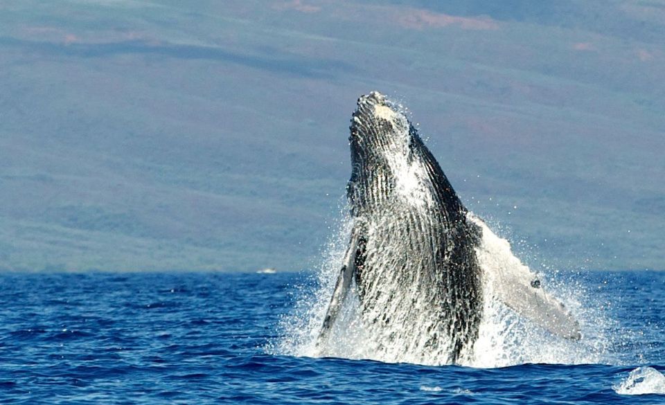 Maui: Guided Whale Watching Tour on Eco Raft - Who should book this raft outing?