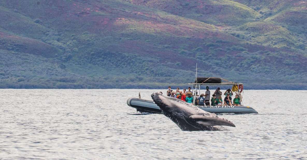 Maui: Guided Whale Watching Tour on Eco Raft - Ninety minutes with Maui’s humpback whales