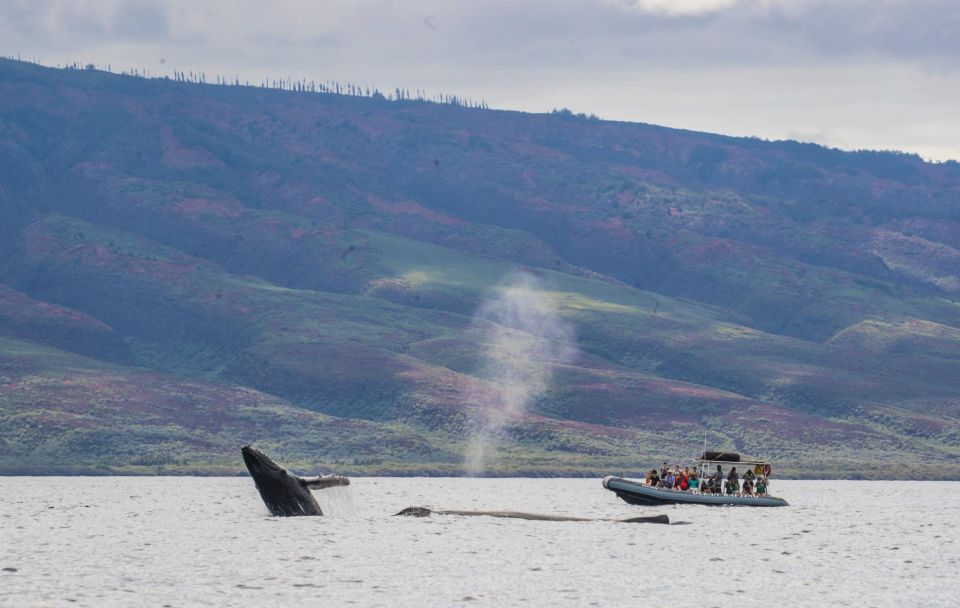 Maui: Guided Whale Watching Tour on Eco Raft - Hearing whale communication underwater