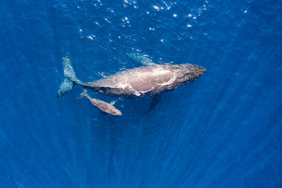 Maui: Guided Whale Watching Tour on Eco Raft - What the small-group format means for you