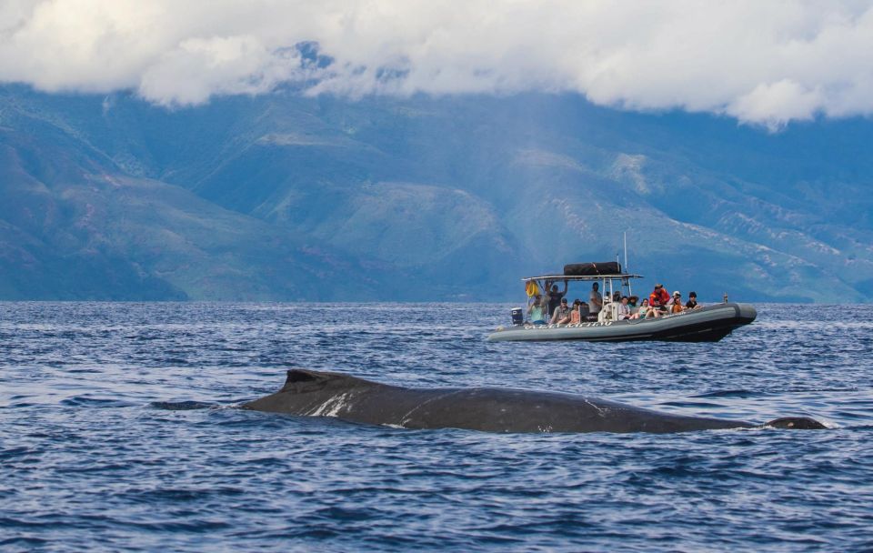 Maui: Guided Whale Watching Tour on Eco Raft - Is $96 a fair price?