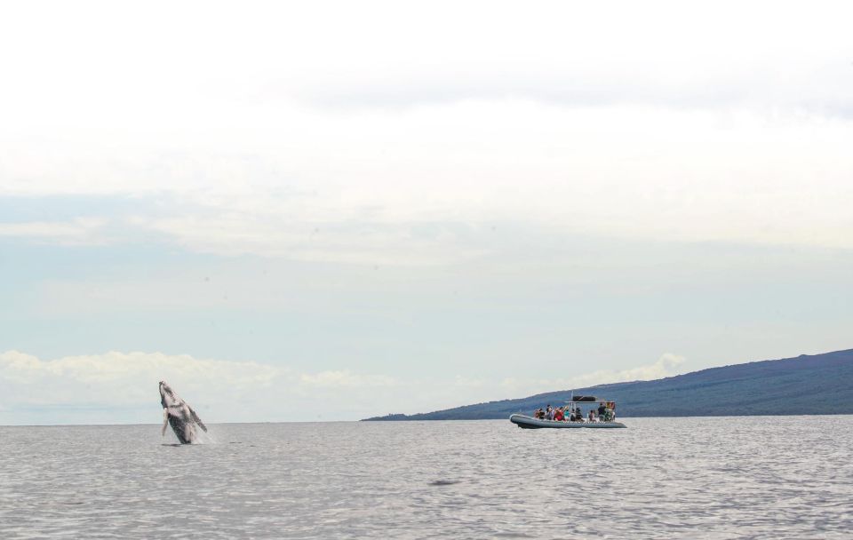 Maui: Guided Whale Watching Tour on Eco Raft - Checking in at 1223 Front Street
