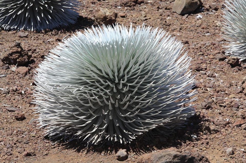 Maui: Haleakala Sunrise Tour with Pick-up - Who will enjoy this tour most?
