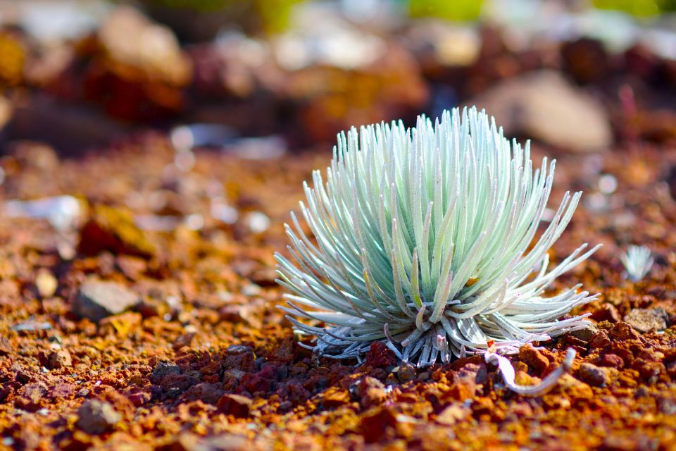 Maui: Haleakala Sunset and Stargazing Tour with Dinner - Key points to know before booking