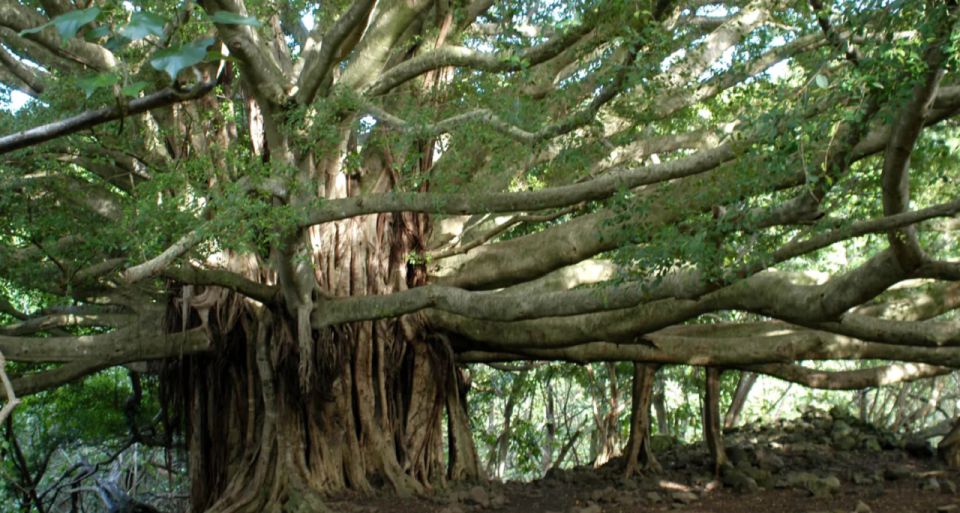 Maui: Hana Hiking Tour with Lunch - The Hana Highway makes the journey part of the tour