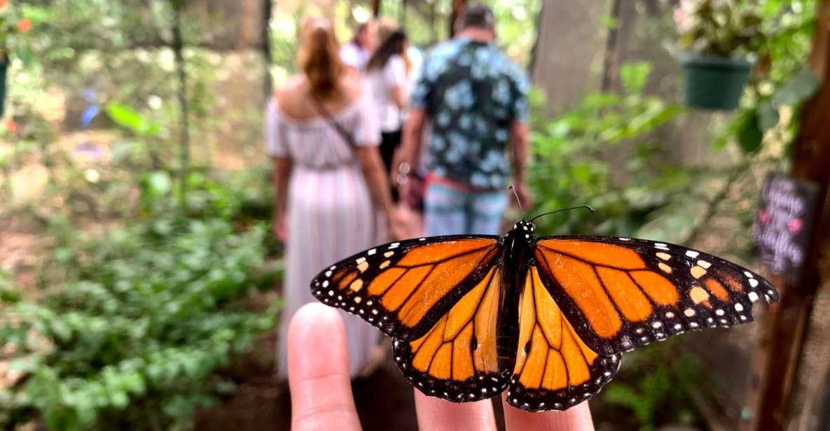 Maui: Interactive Butterfly Farm Entrance Ticket - Key Points at a Glance