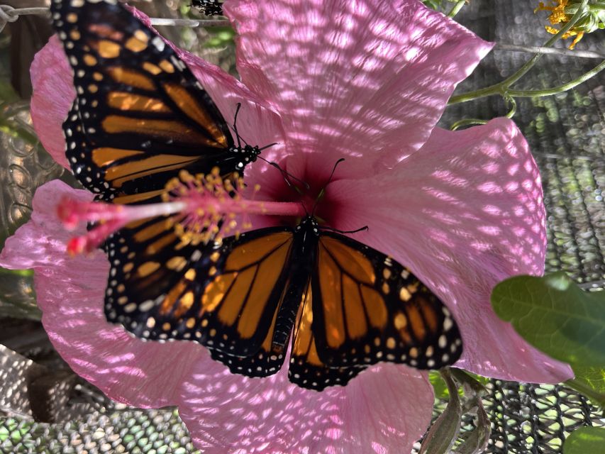 Maui: Interactive Butterfly Farm Entrance Ticket - What I Like Most, and What I Would Watch For