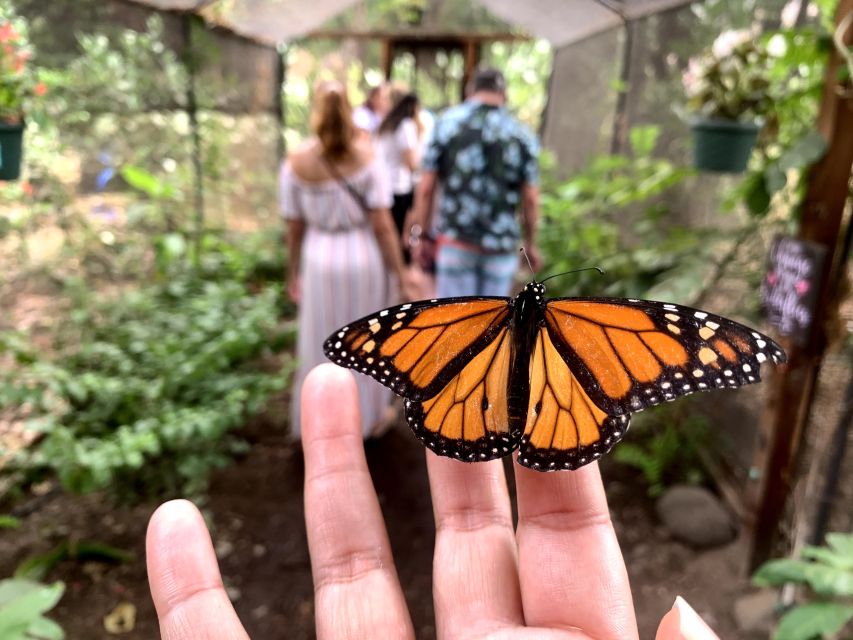 Maui: Interactive Butterfly Farm Entrance Ticket - Inside Mauis Only Walk-In Butterfly House
