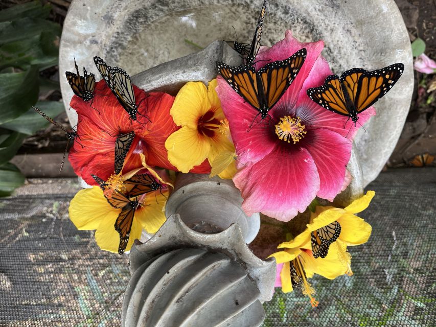 Maui: Interactive Butterfly Farm Entrance Ticket - Why the Hands-On Approach Works