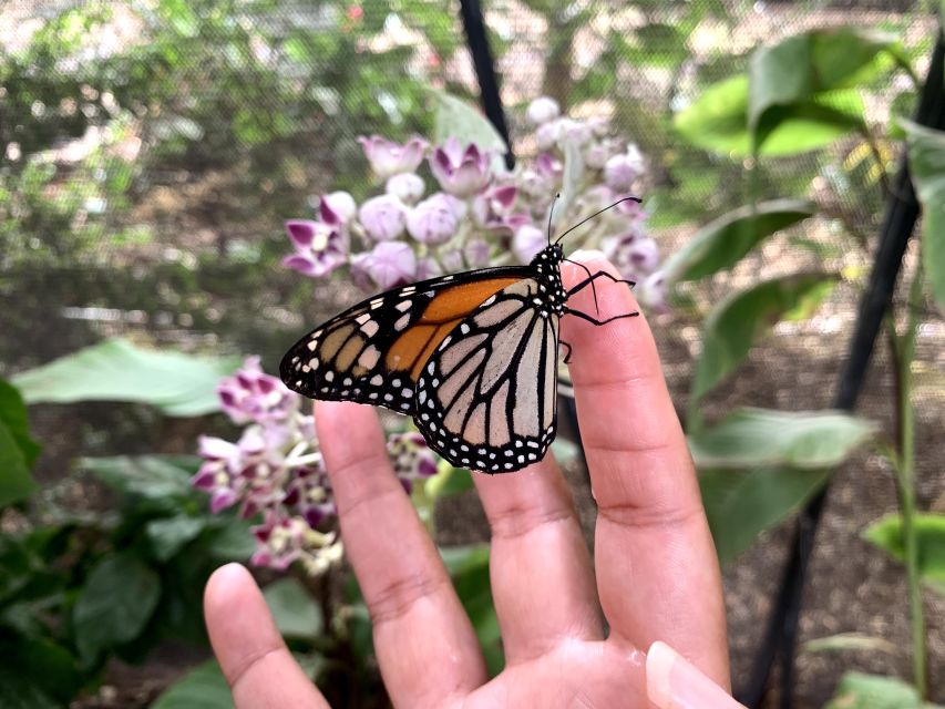 Maui: Interactive Butterfly Farm Entrance Ticket - A Small Group Makes a Difference