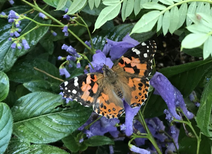 Maui: Interactive Butterfly Farm Entrance Ticket - The Conservation Message Behind the Visit