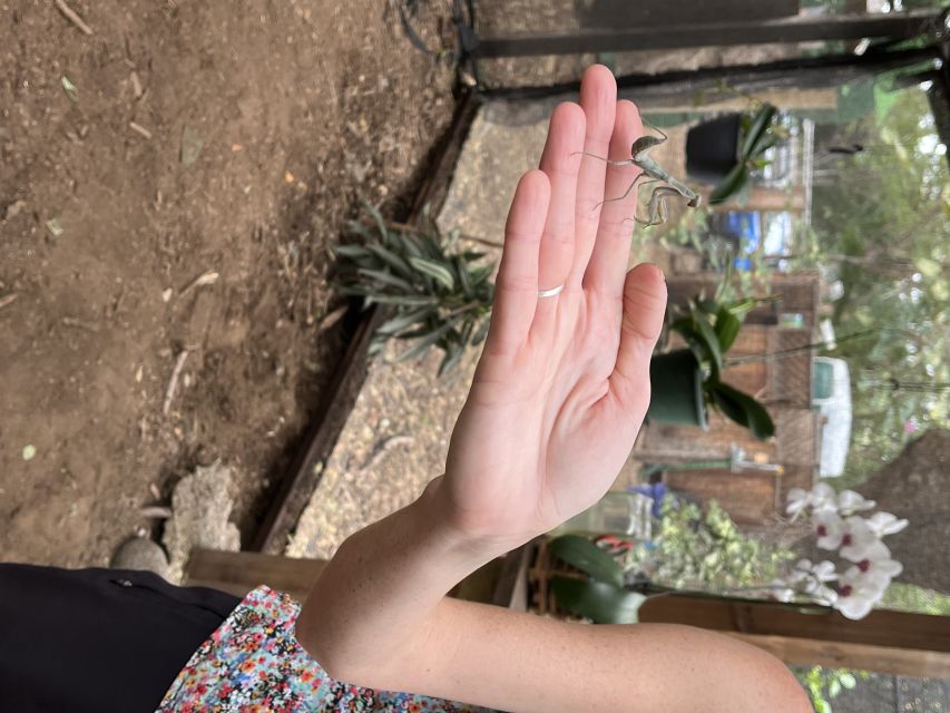 Maui: Interactive Butterfly Farm Entrance Ticket - A Good Choice for Families and Cautious Visitors