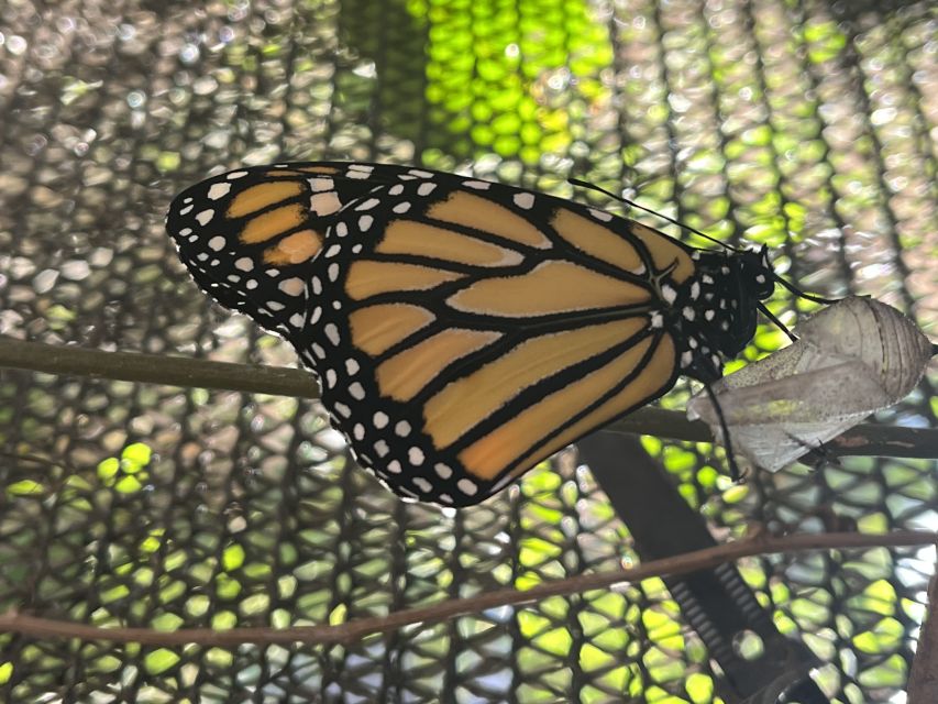 Maui: Interactive Butterfly Farm Entrance Ticket - Timing, Flexibility, and Practical Planning