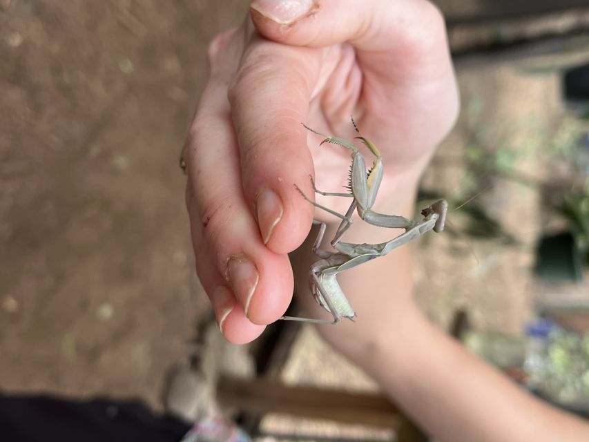 Maui: Interactive Butterfly Farm Entrance Ticket - What Happens During the 45-Minute Tour