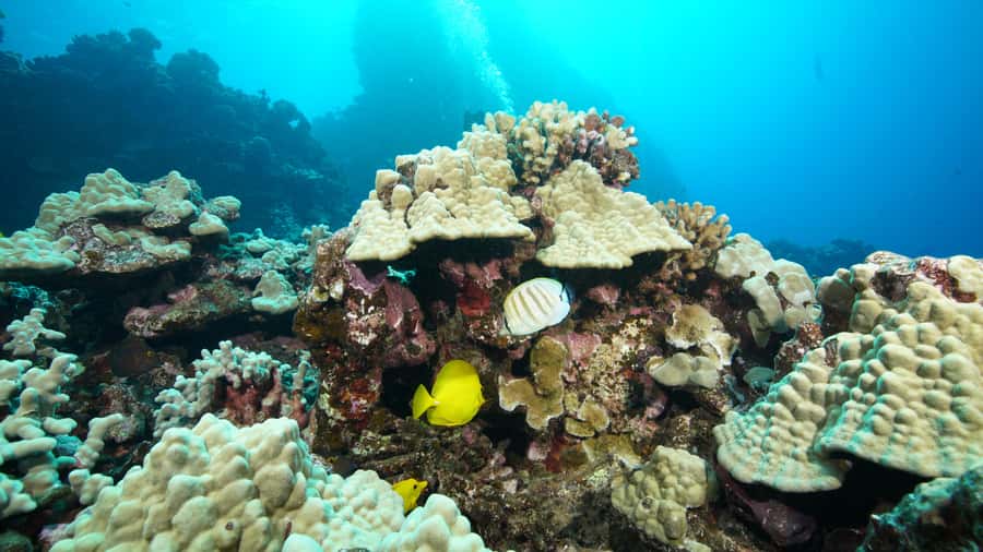 Maui: Intro to Scuba Diving from Shore - Lahaina - Your first look beneath Maui’s surface