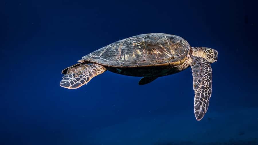 Maui: Intro to Scuba Diving from Shore - Lahaina - The 30-minute Lahaina class