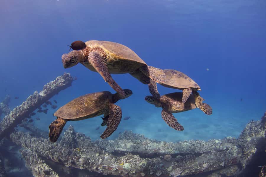 Maui: Intro to Scuba Diving from Shore - Lahaina - Who will enjoy this most