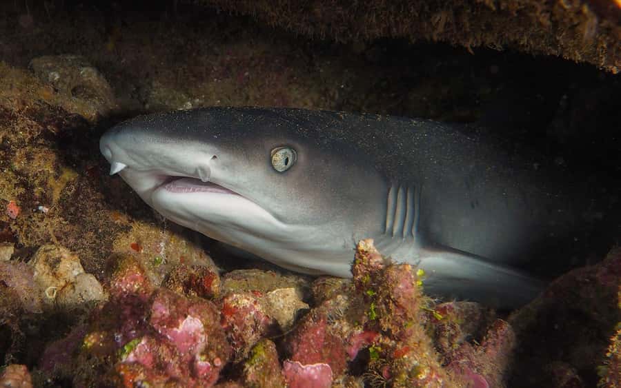 Maui: Intro to Scuba Diving from Shore - Lahaina - Tips for making the session easier