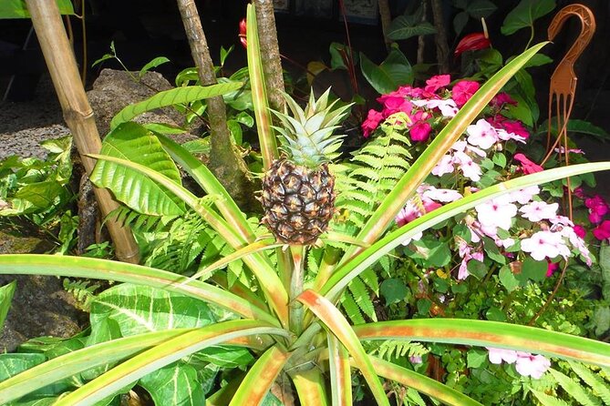 Maui Island Private Day Tour - Ocean Vodka gives adults a short tasting-style stop