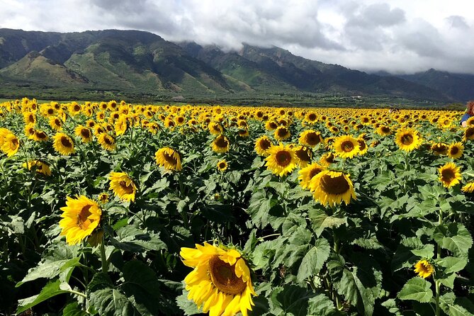 Maui Island Private Day Tour - Why the $1,160 price needs a closer look
