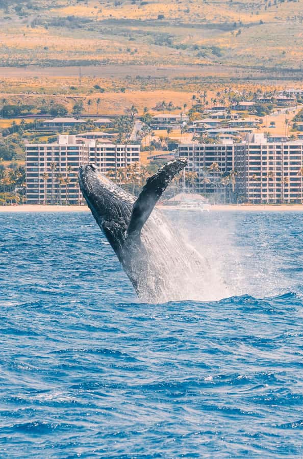 Maui: Ka'anapali Discount Whale Watch - Beach Loading Vessel - What the $91 price includes