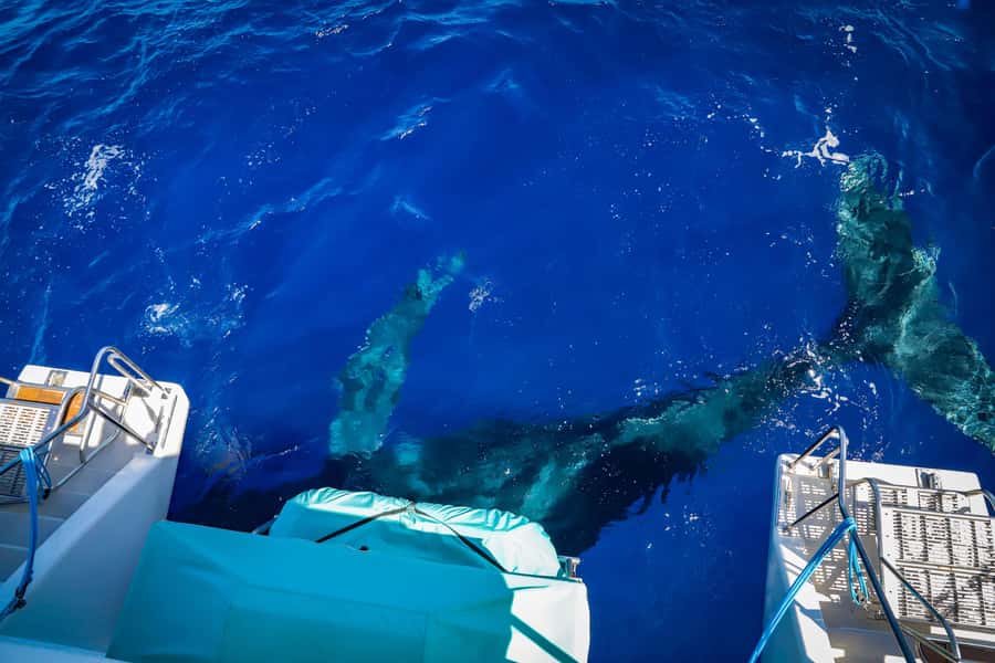 Maui: Ka'anapali Whale Watching Cruise on Luxury Sailboat - Key points to know before you book