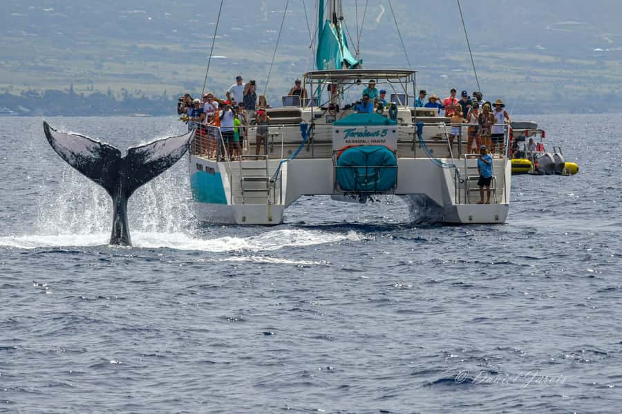 Maui: Ka'anapali Whale Watching Cruise on Luxury Sailboat - Is $108 a fair price?