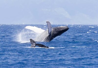 Ka’anapali Whale Watching Cruise on Luxury Sailboat