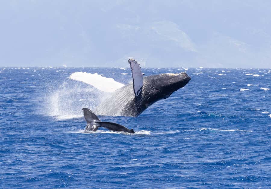 Maui: Ka'anapali Whale Watching Cruise on Luxury Sailboat - A two-hour cruise built around whale watching