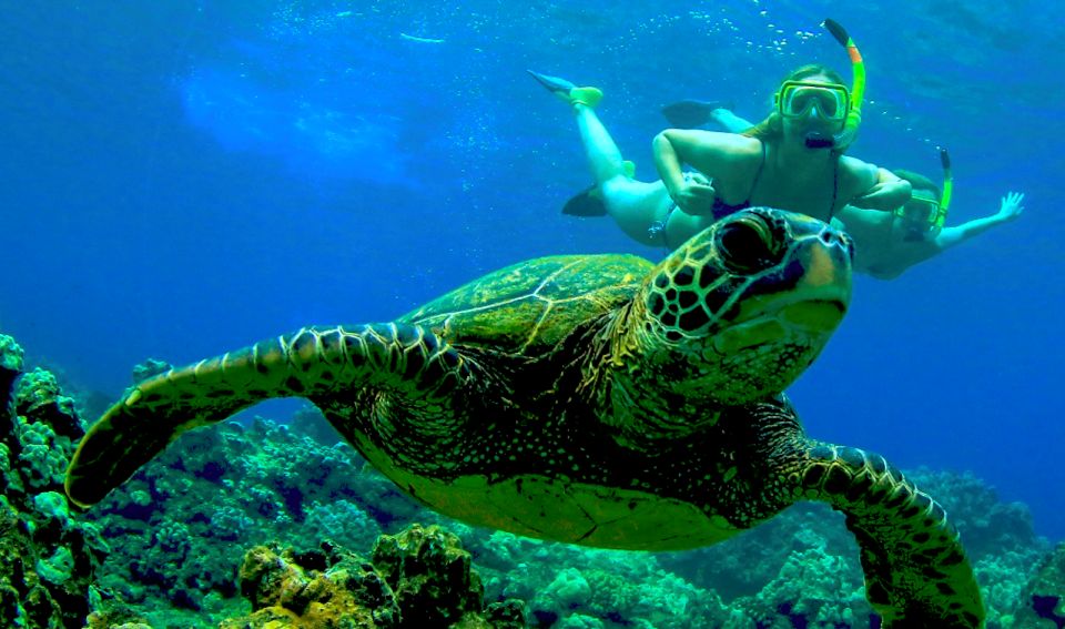 Maui: Kaanapali Beach 4-hour Snorkel w/ BBQ Lunch & Open Bar - Key points to know before you book