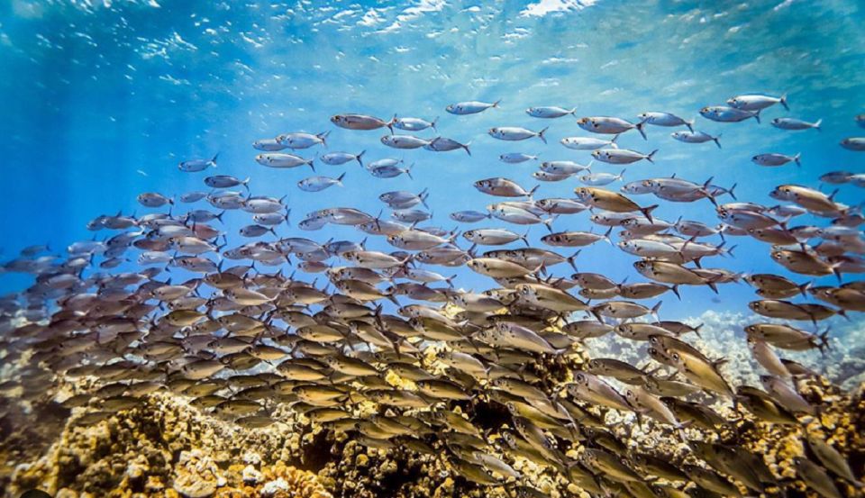 Maui: Kaanapali Beach 5-hr Snorkel w/ BBQ Lunch & Open Bar - A fresh BBQ lunch served on board