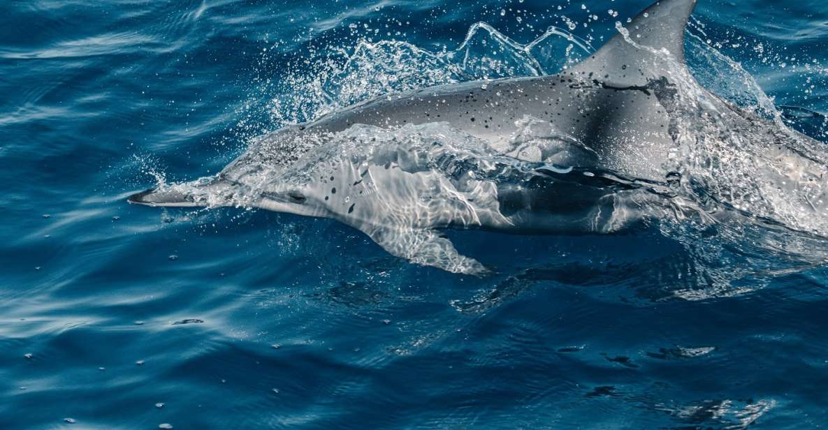 Maui: Kaanapali Dolphin Watching Boat Trip with Lunch - Key points before you book