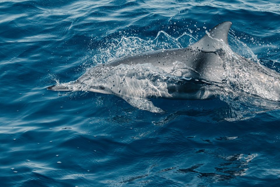 Maui: Kaanapali Dolphin Watching Boat Trip with Lunch - Searching for dolphins in the wild
