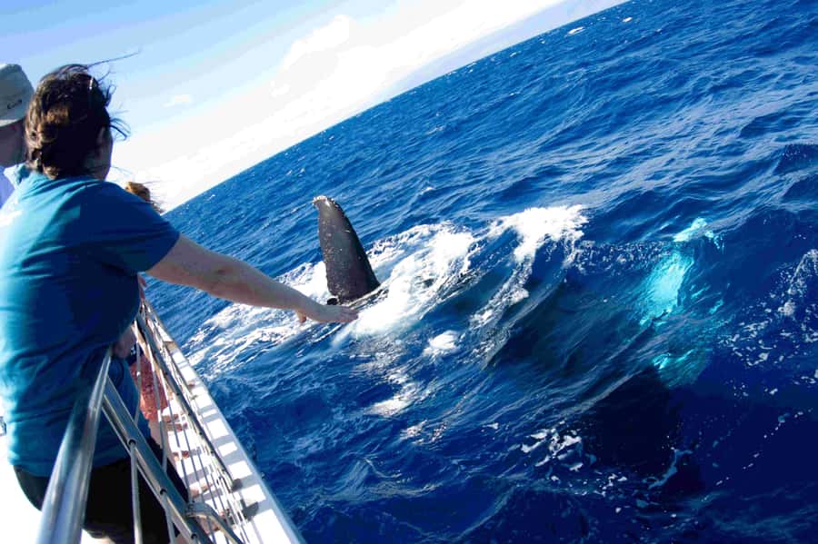 Maui: Kaanapali Whale Watching Boat with Open Bar and Food - Pupus, an Open Bar, and a Midday Break