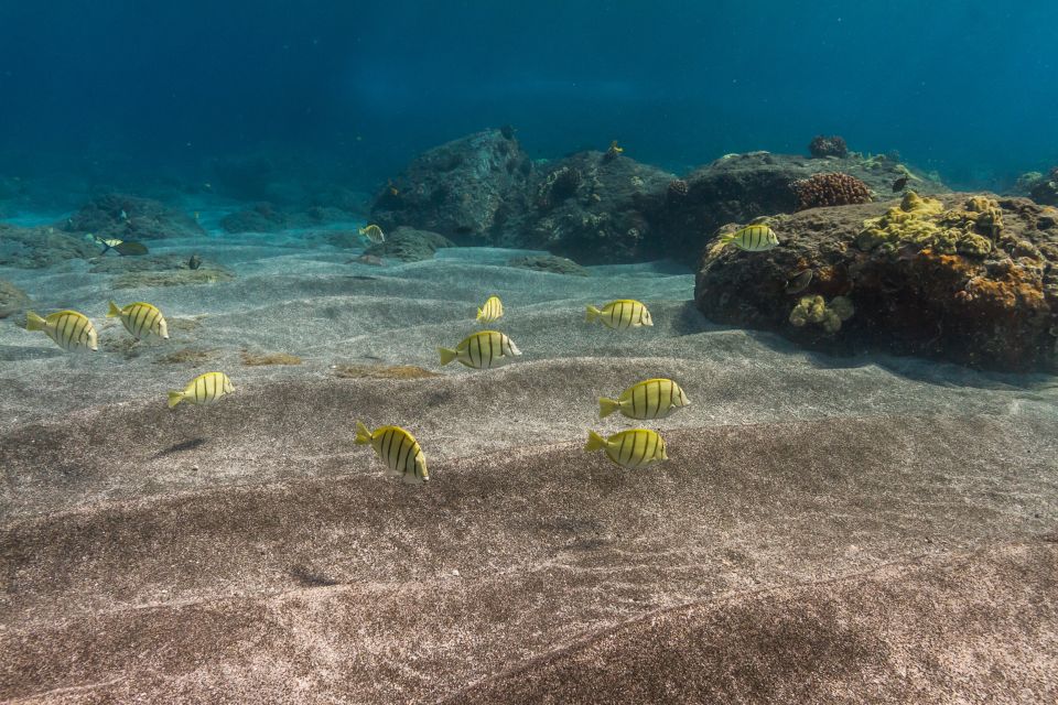 Maui: Lanai Snorkel & Dolphin Watch with Lunch - Key points at a glance