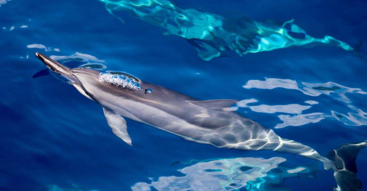 Maui: Lanai Snorkel & Dolphin Watch with Lunch - From Maalaea Harbor to Lanai’s open water