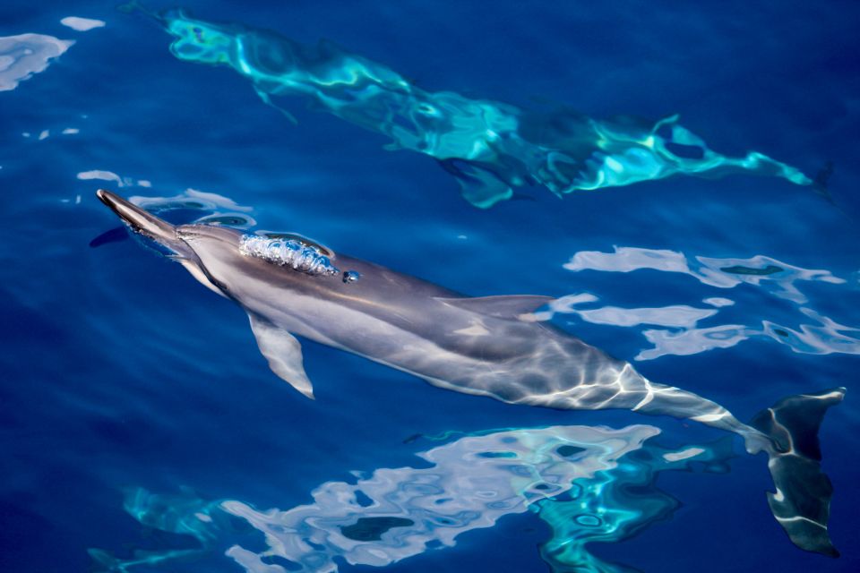 Maui: Lanai Snorkel & Dolphin Watch with Lunch - Snorkeling off Lanai’s rugged coast