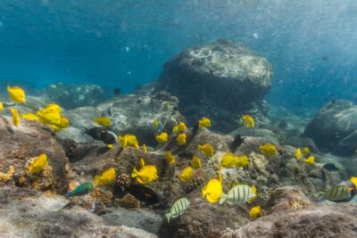 Lanai Snorkel & Dolphin Watch with Lunch
