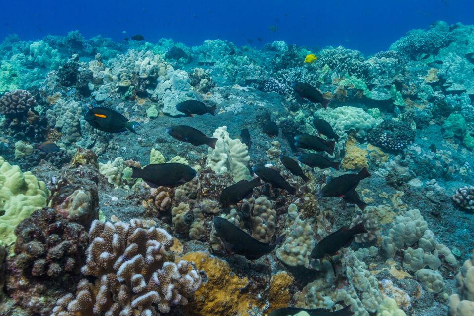 Maui: Lanai Snorkel & Dolphin Watch with Lunch - What the price includes at $172