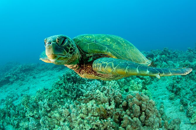 Maui Magic Adventure Snorkel: Molokini Crater and Turtle Stop - Molokini Crater before the crowds