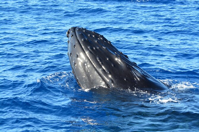 Maui Magic Adventure Snorkel: Molokini Crater and Turtle Stop - What $213.41 buys you