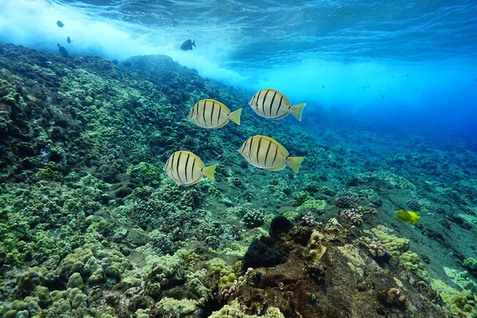 Maui Magic Adventure Snorkel: Molokini Crater and Turtle Stop - Who will enjoy this morning most?