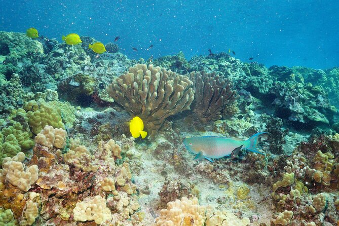 Maui Magic Adventure Snorkel: Molokini Crater and Turtle Stop - Is Maui Magic worth booking?