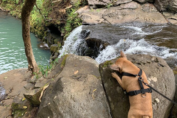 Maui Magical Waterfall and Jungle Tour: Road to Hana - Ho‘okipa Beach Park and Maui’s sea turtles