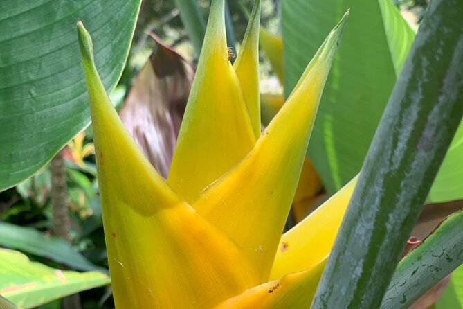 Maui Magical Waterfall and Jungle Tour: Road to Hana - What the guide adds to the day