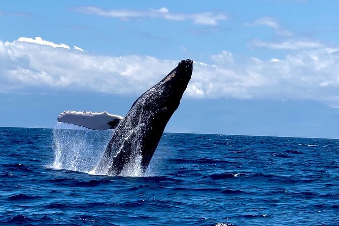Maui Mid Day Magic Whale Watch - Key points at a glance
